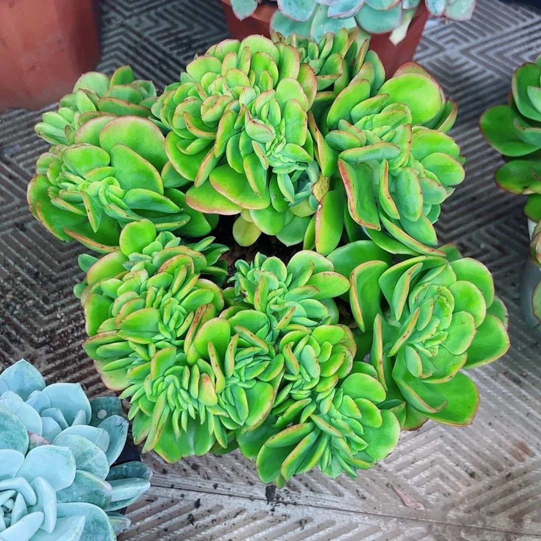 红梅缀化,一物一拍