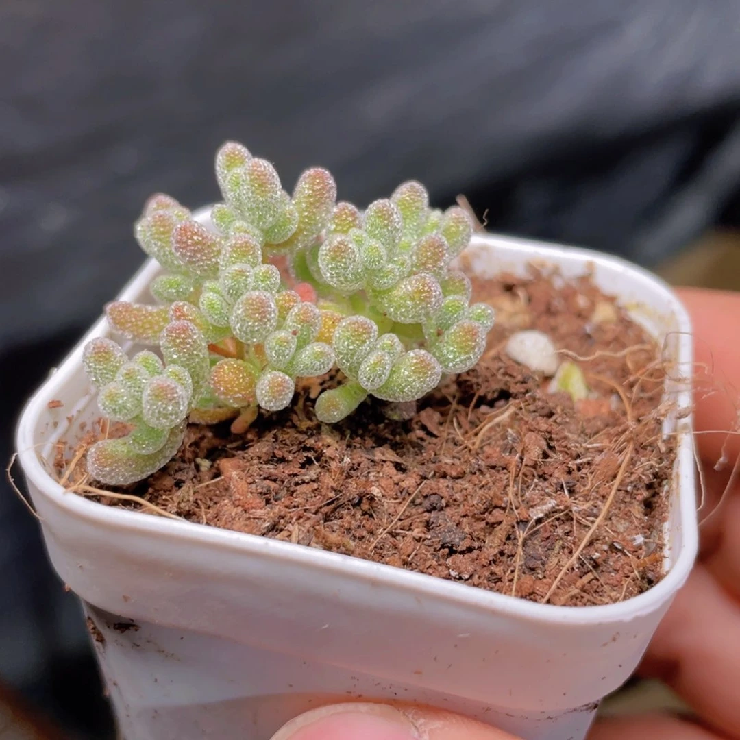 冰晶枝干多肉9.9包邮发货