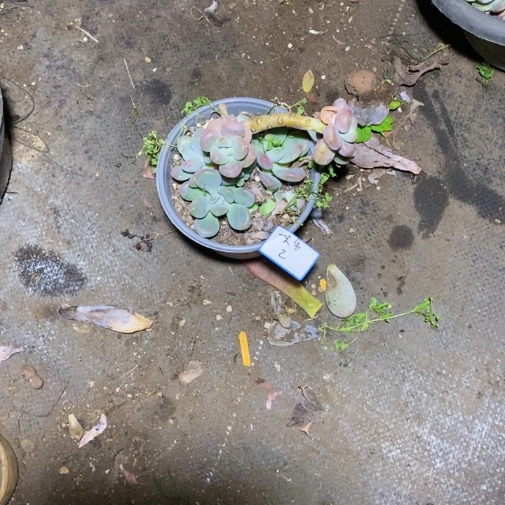 一***崽一物一拍一物一拍
