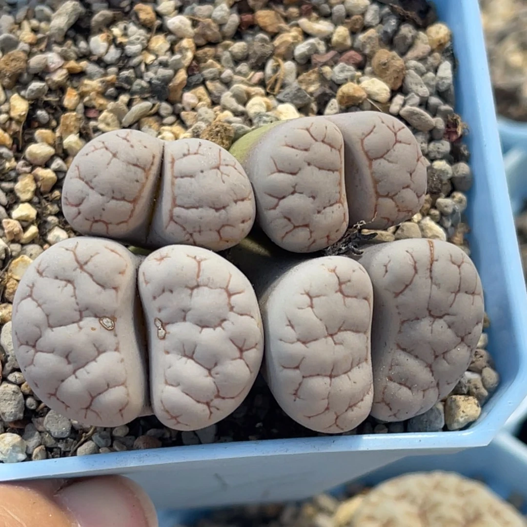 7777四头群生荒1