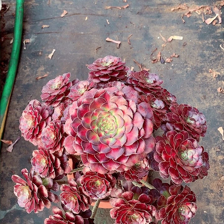 晚霞的，多肉植物