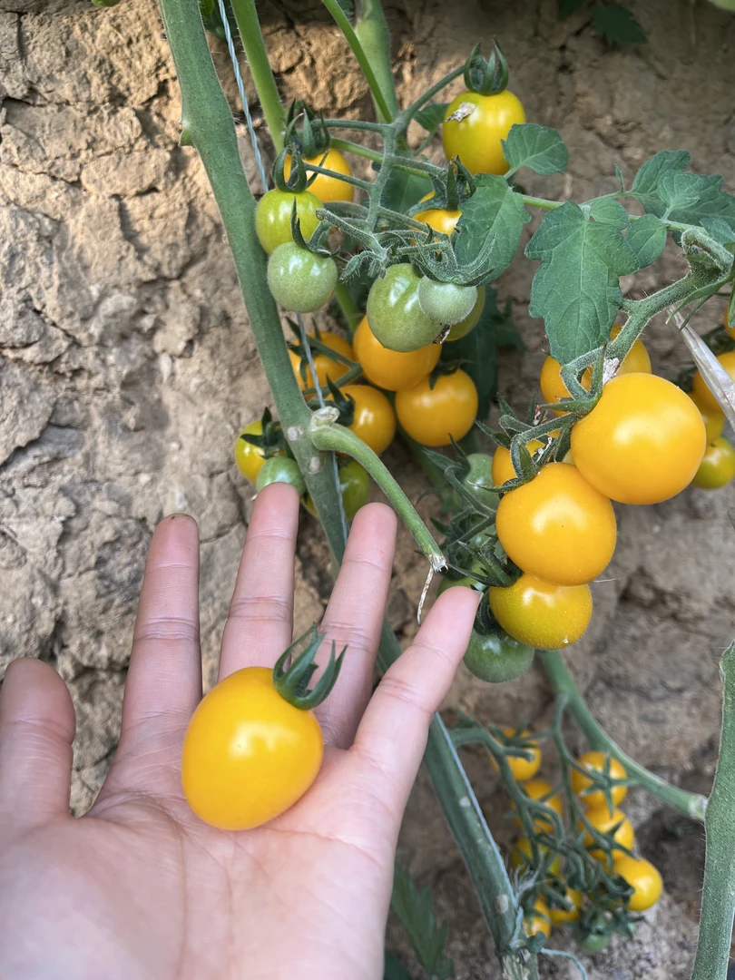 平度白沙河岸新鲜黄金珠生吃甘甜爆汁