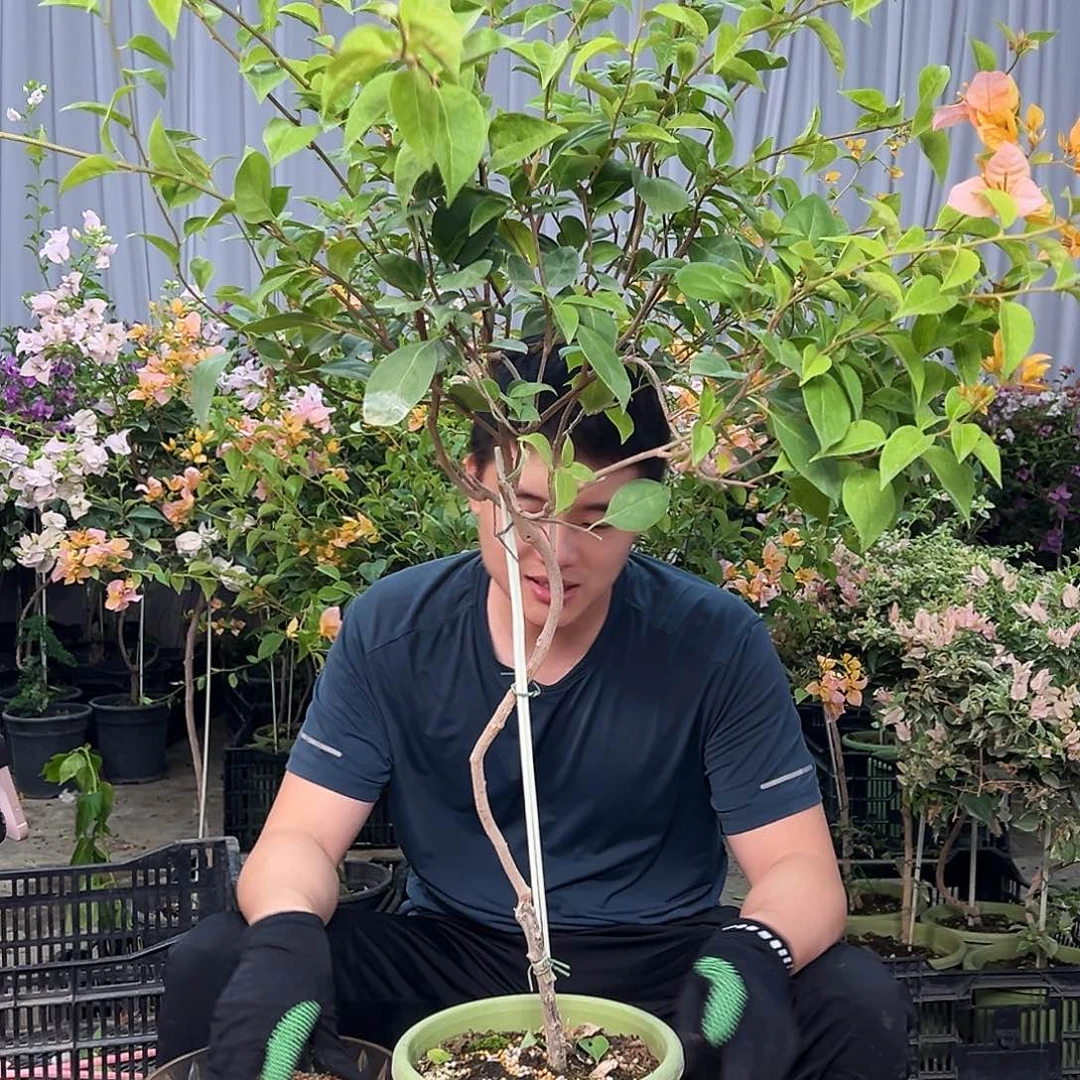 悟***骅当前无花栽培后可以开花E24金发