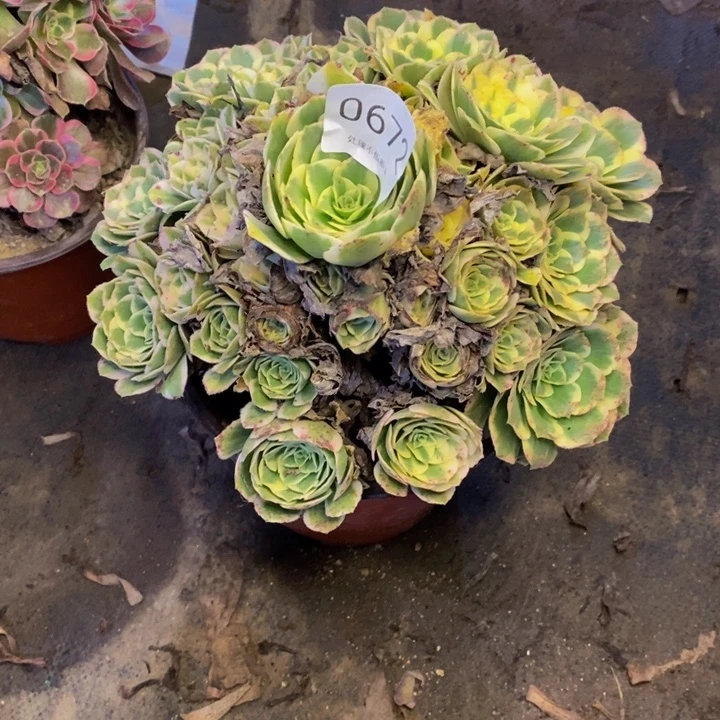 迈巴赫多肉断头不包0672