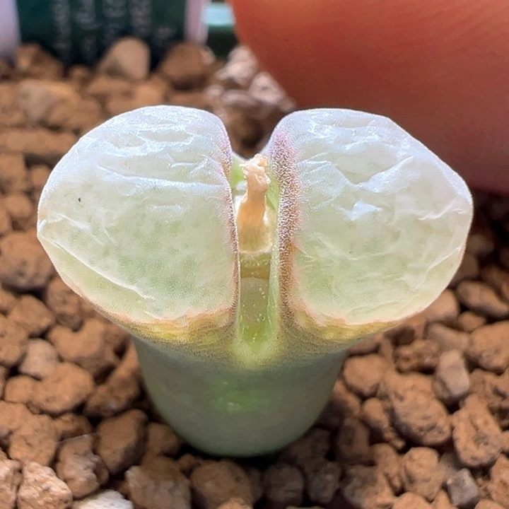 443。 优选四年母本。 超白超透窗b23