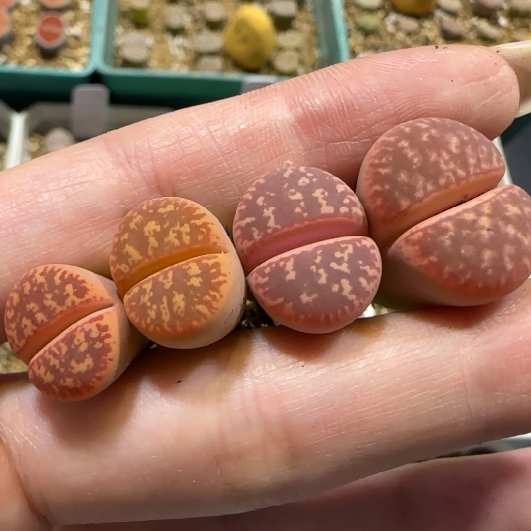 奶***廖8.23。   红花轮。    9032