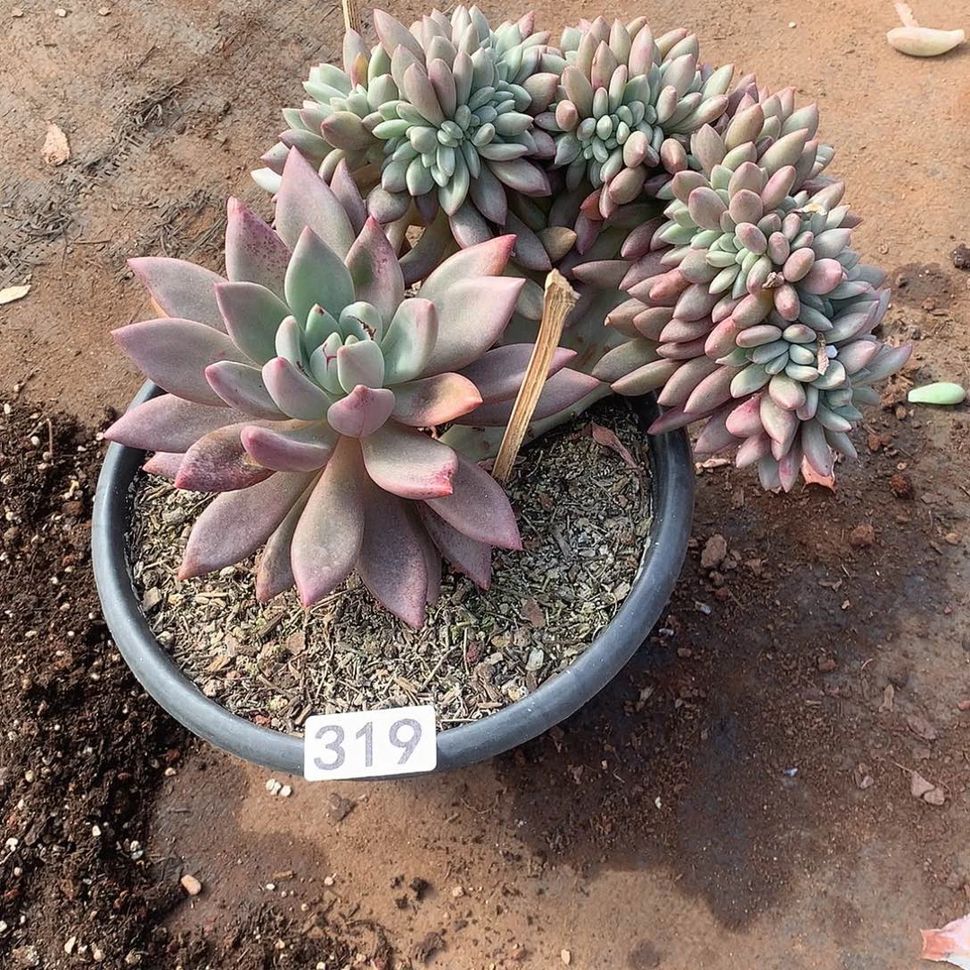 319 一物一拍多肉！