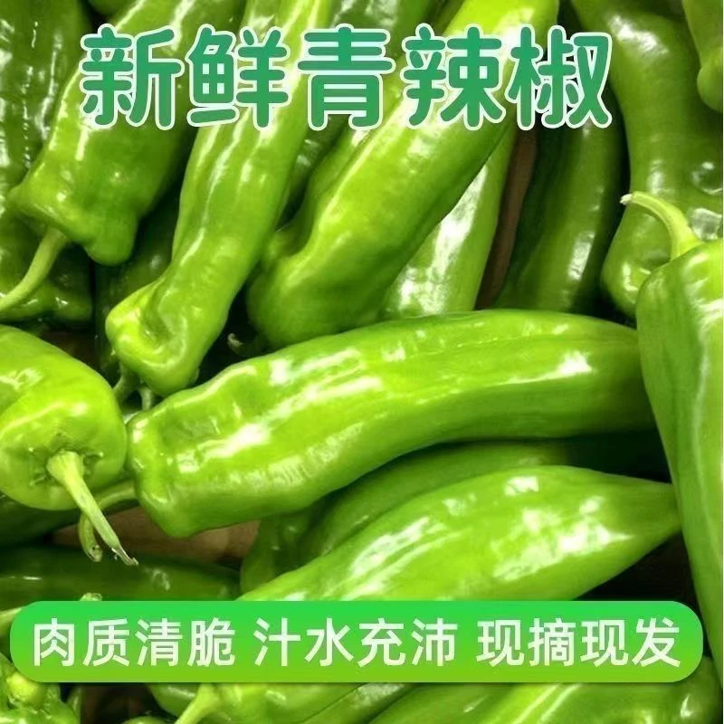 农家自种新鲜现摘现发薄皮微辣黄皮牛角青椒虎皮青尖椒应季蔬菜