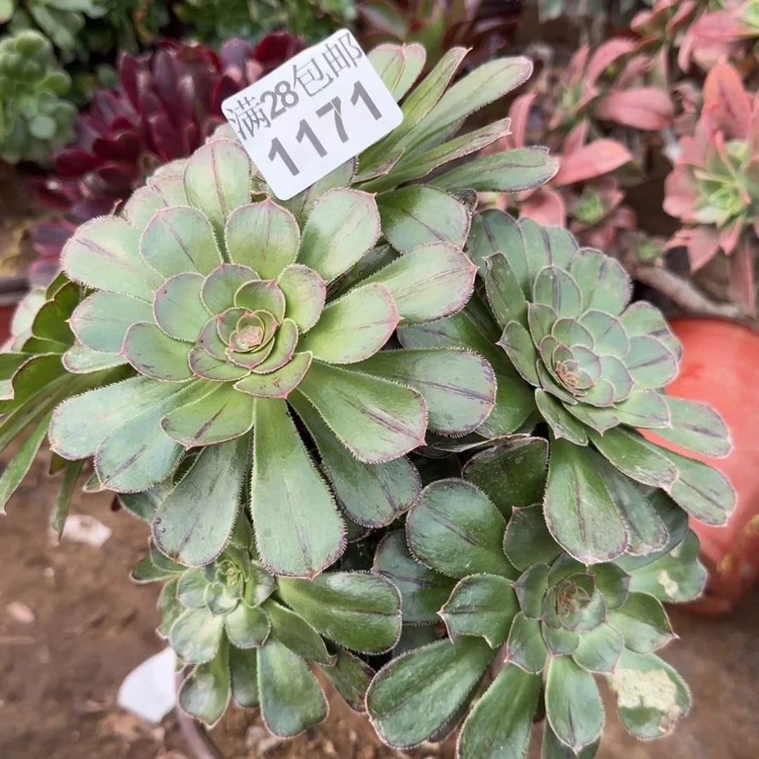拉丝锦多肉1171满28包邮断枝不包