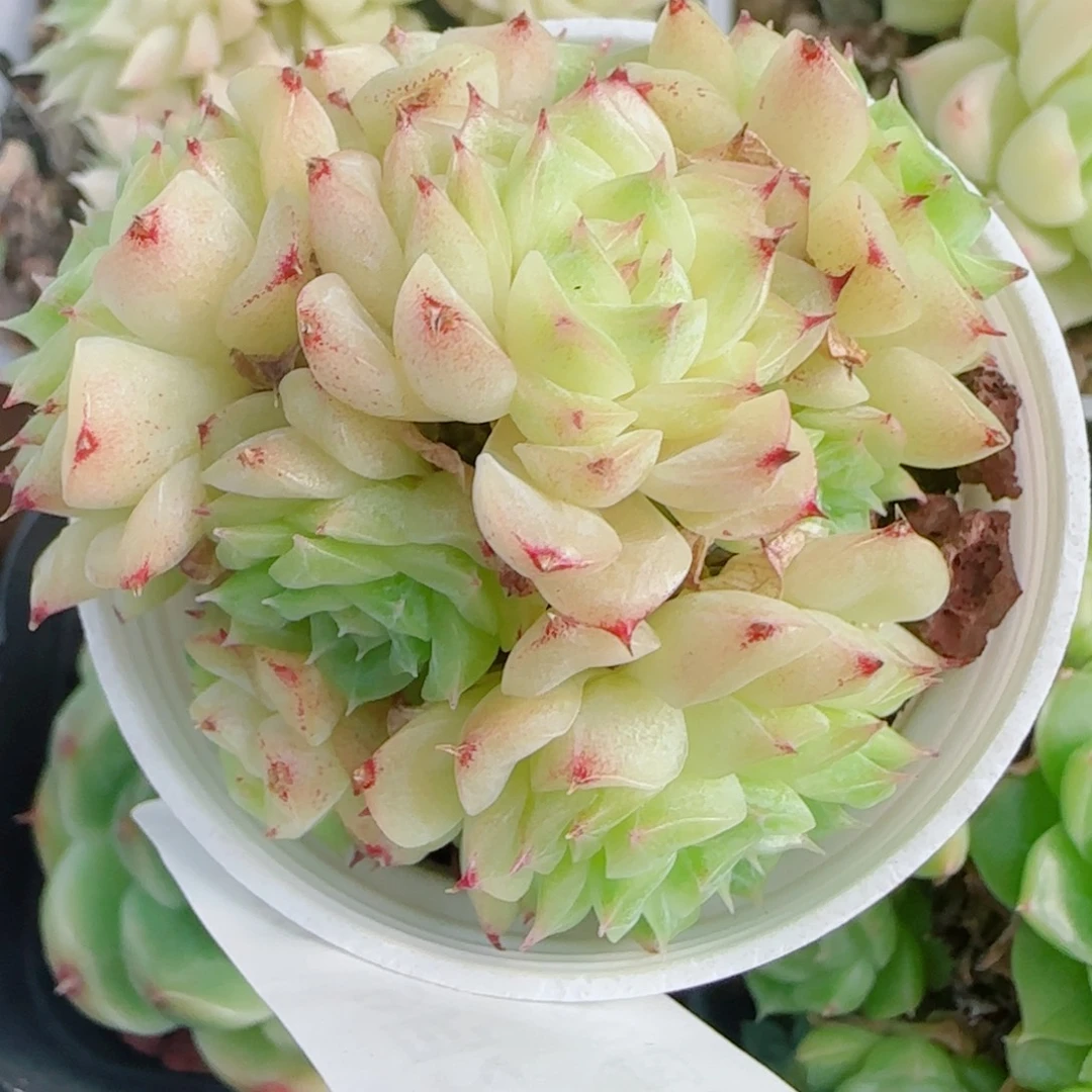 赤***间花语逸镜0927-172散