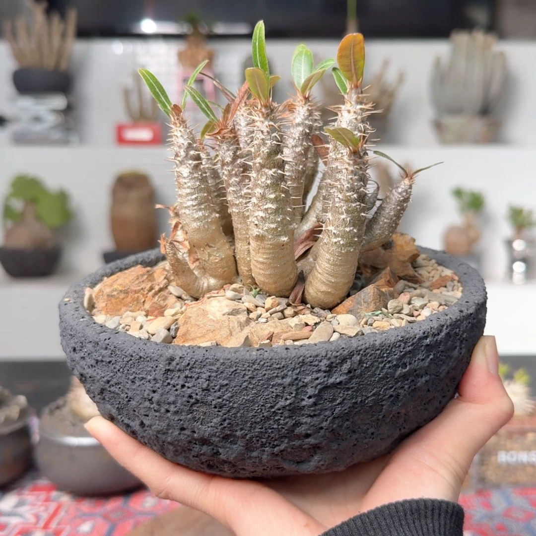 凯迪棒槌 一物一拍