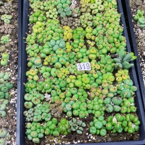 319肉缀大筐如图东北不拍货