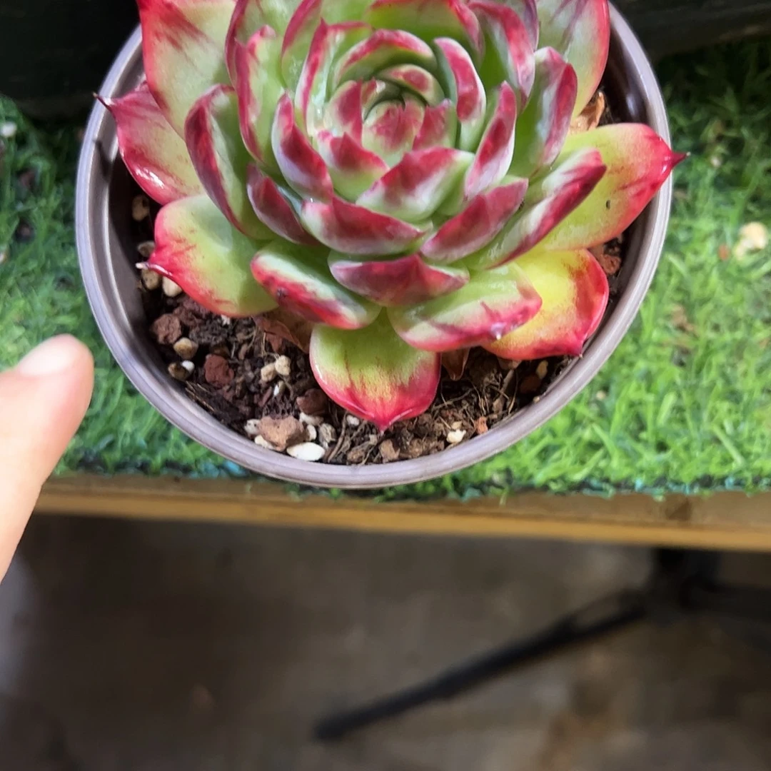 颜***。惊鸿仙子多肉植物