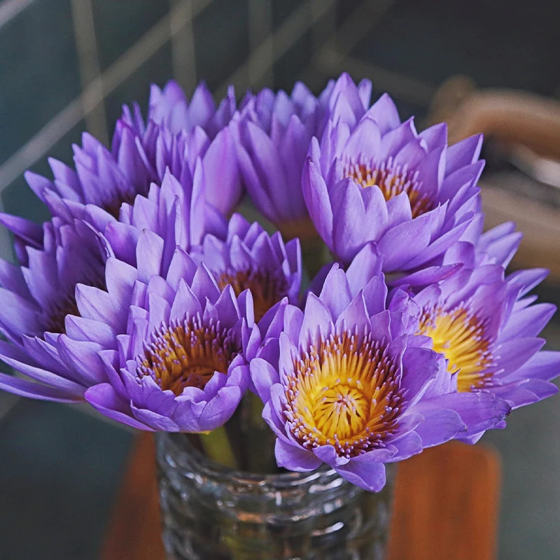 睡莲鲜花带花苞广州发货水培水养植物鲜切花【直播福利】