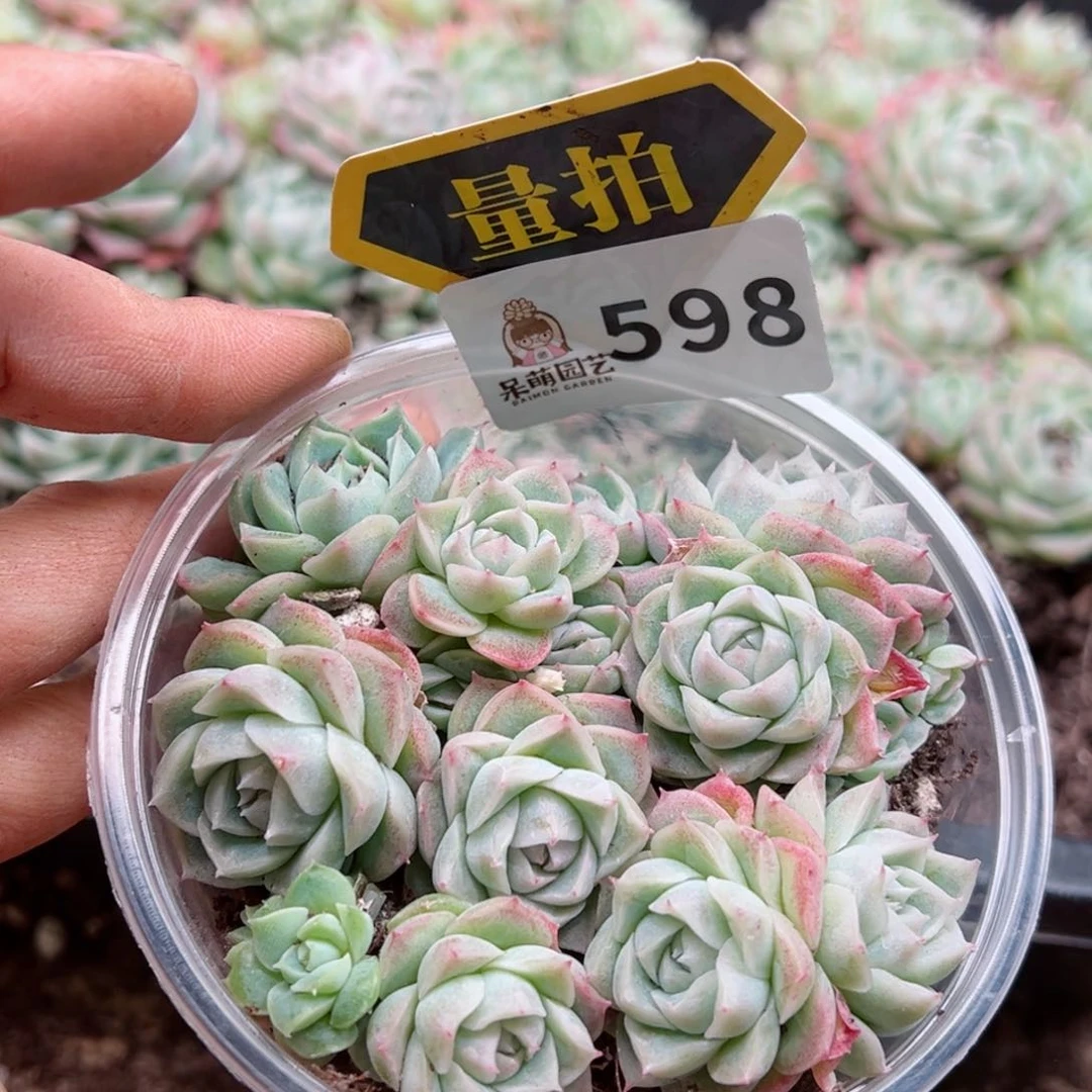 多肉植物多肉植物