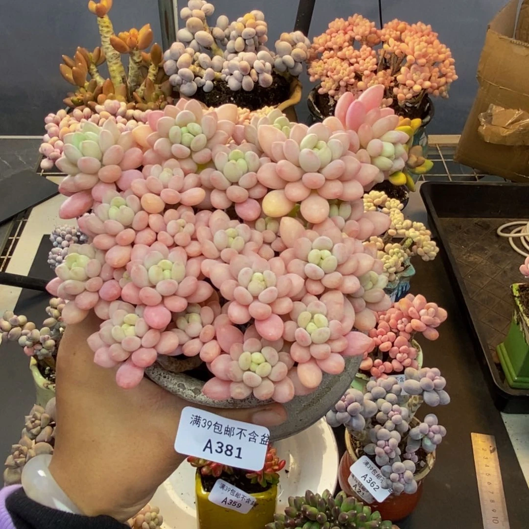 381冰淇淋鱼子酱多肉13cm