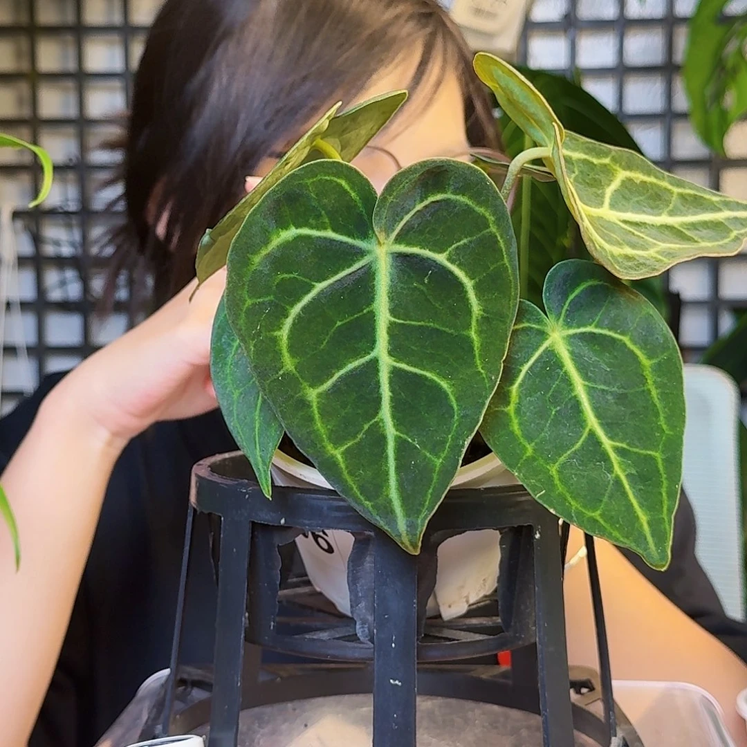 我***多无花朵一物一拍Z46