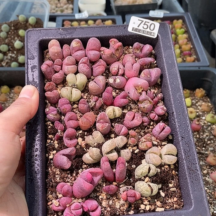 大舅生石花肉锥多肉750