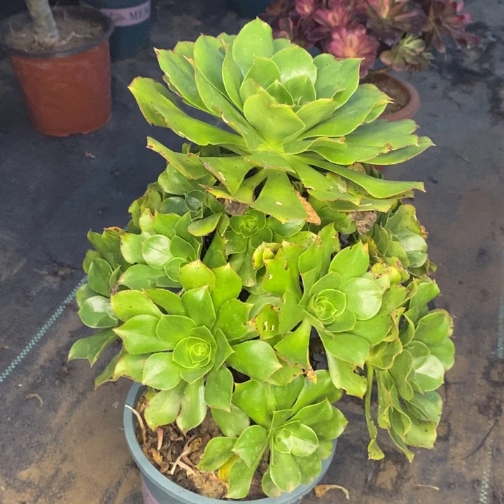 君美丽多肉植物29。