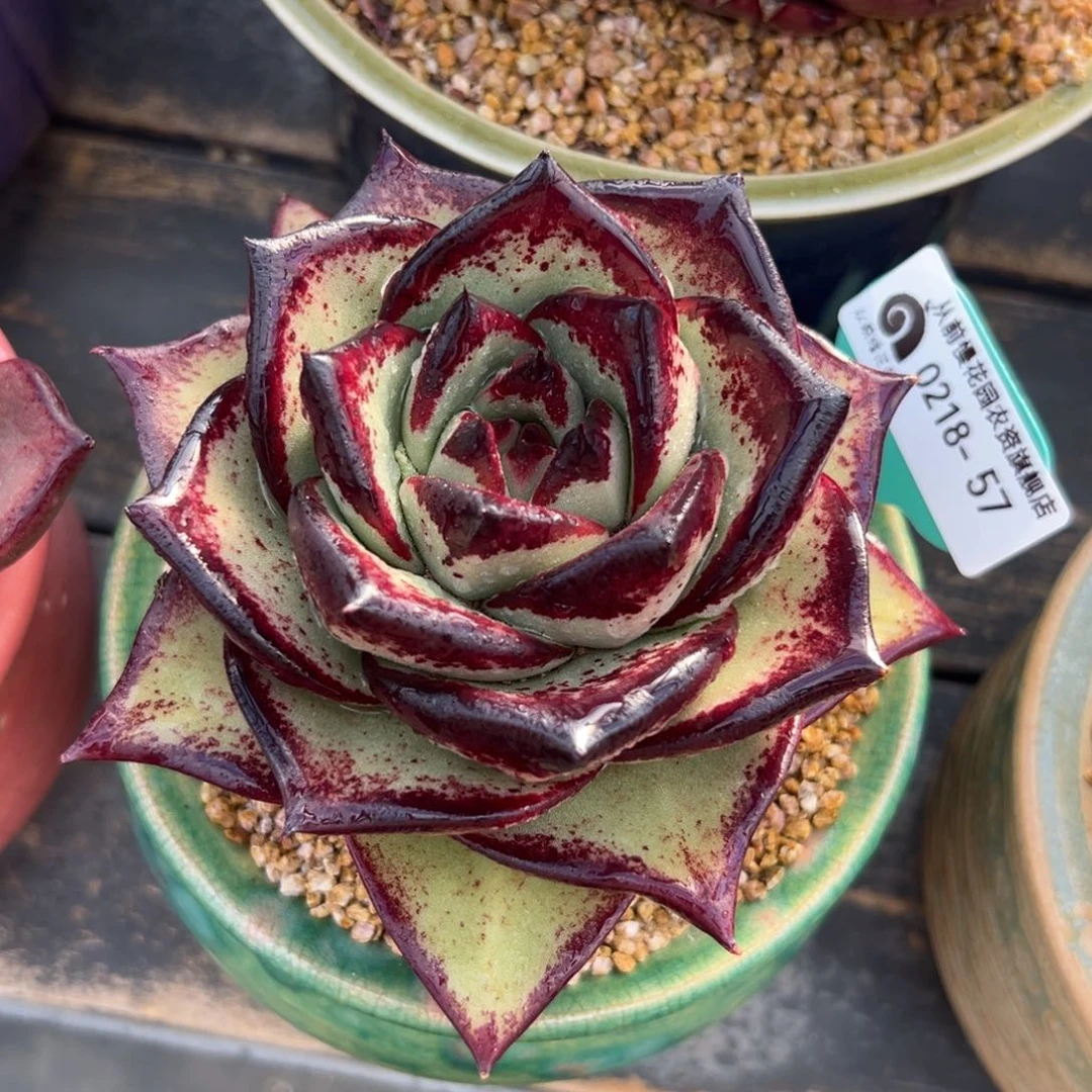 多肉一物一拍0218-57