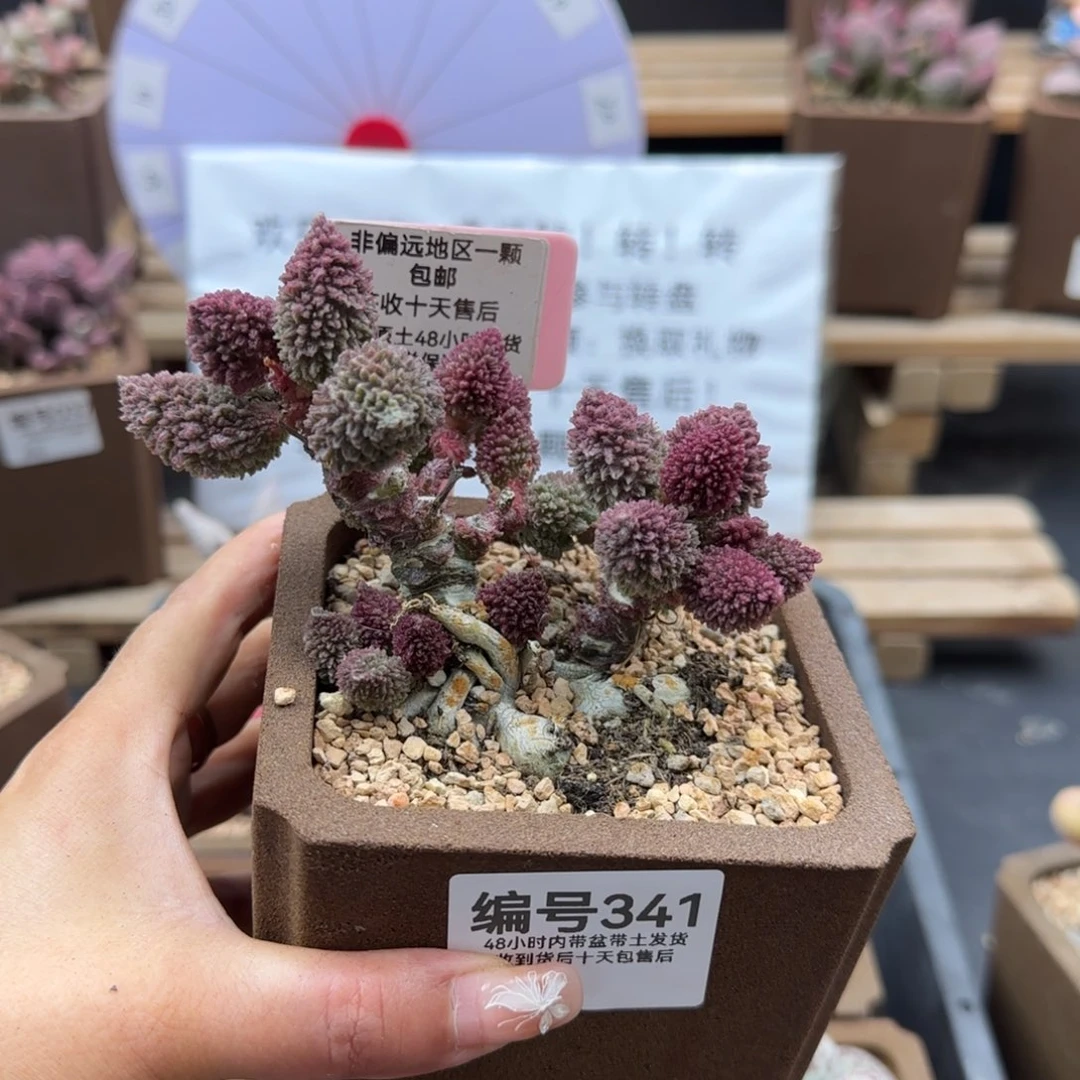 幸****猪341朱紫玉多肉植物