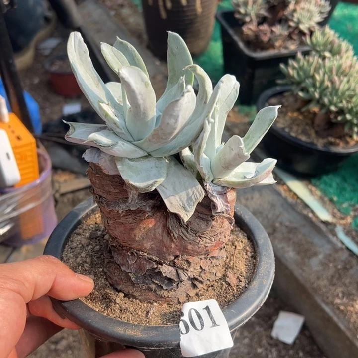 601号塞丽娜多肉植物老庄