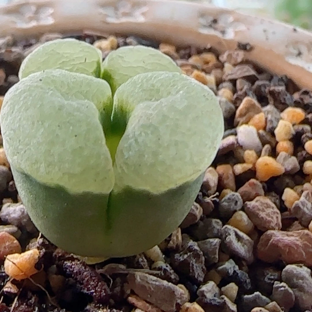 精品墨白。 蘑菇头。