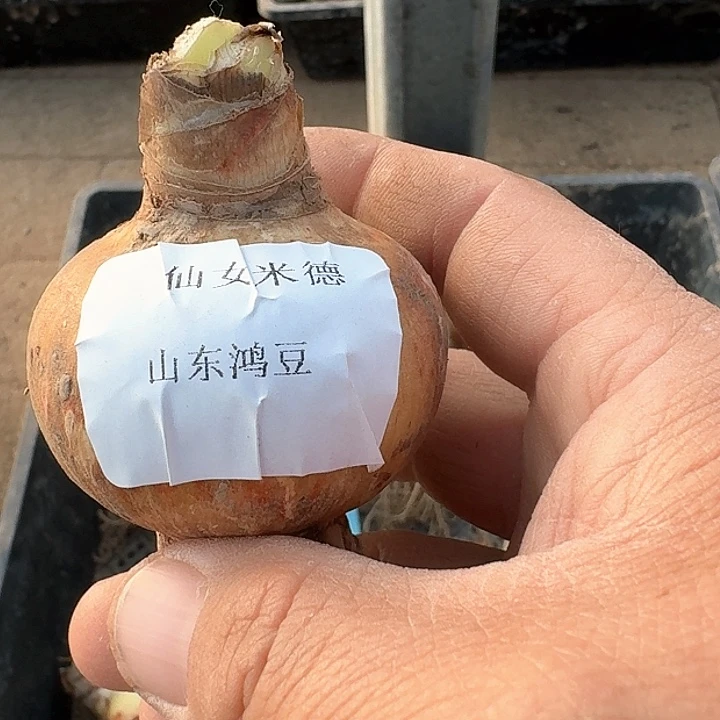 当前无花朵，栽培后可花朵计*兮仙女米德