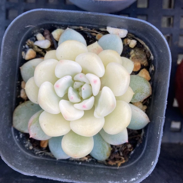橘子冰锦多肉植物