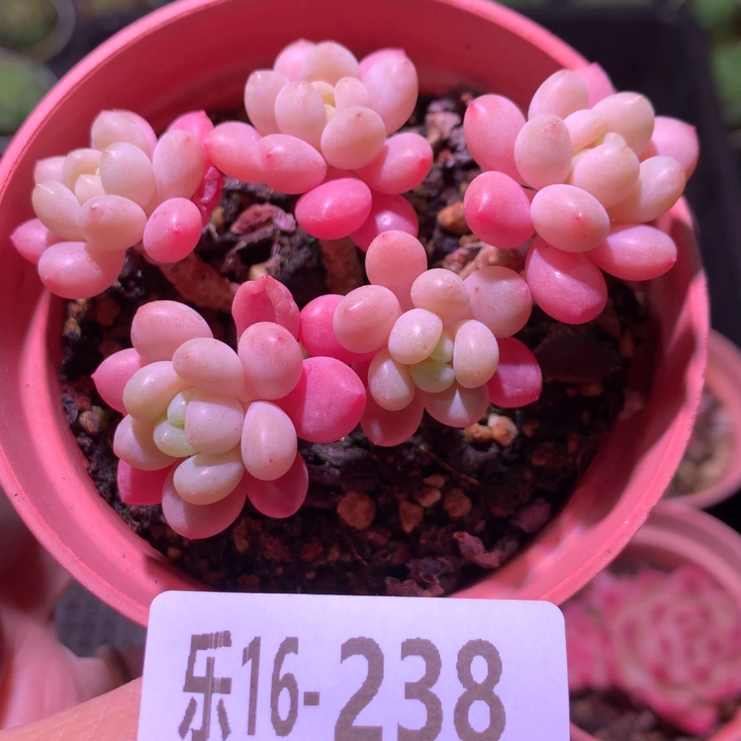 乐然16-238 洛可可