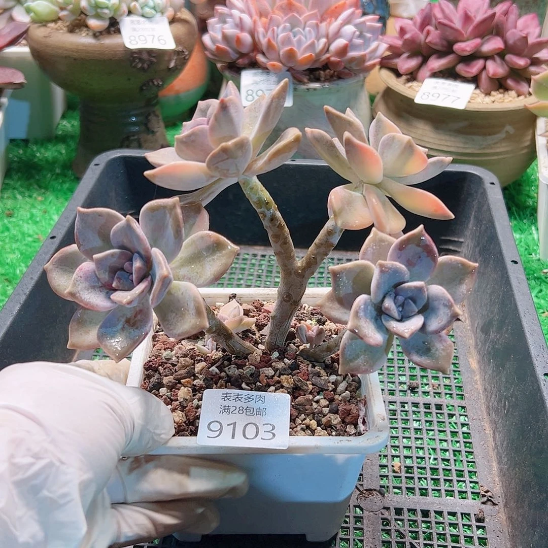 无花朵多肉一物一拍9103