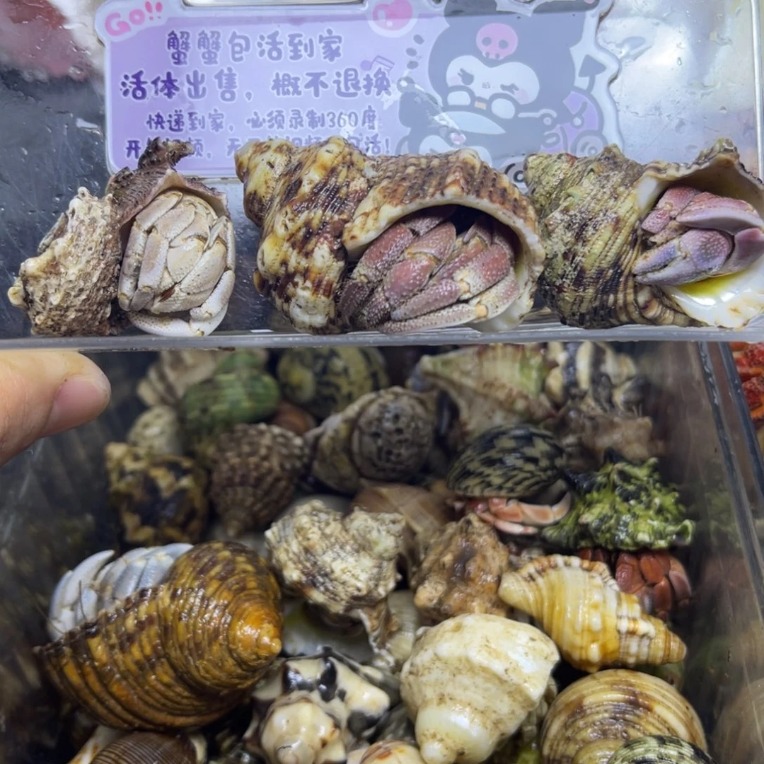 新岛灰白寄居蟹包活到家10一只