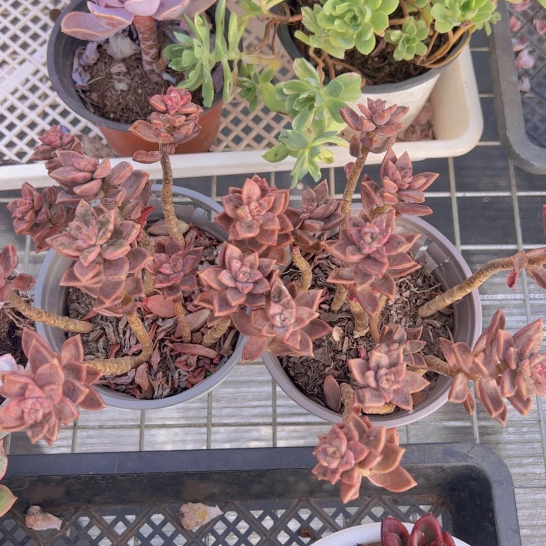 基隆月散装带盆土两盆