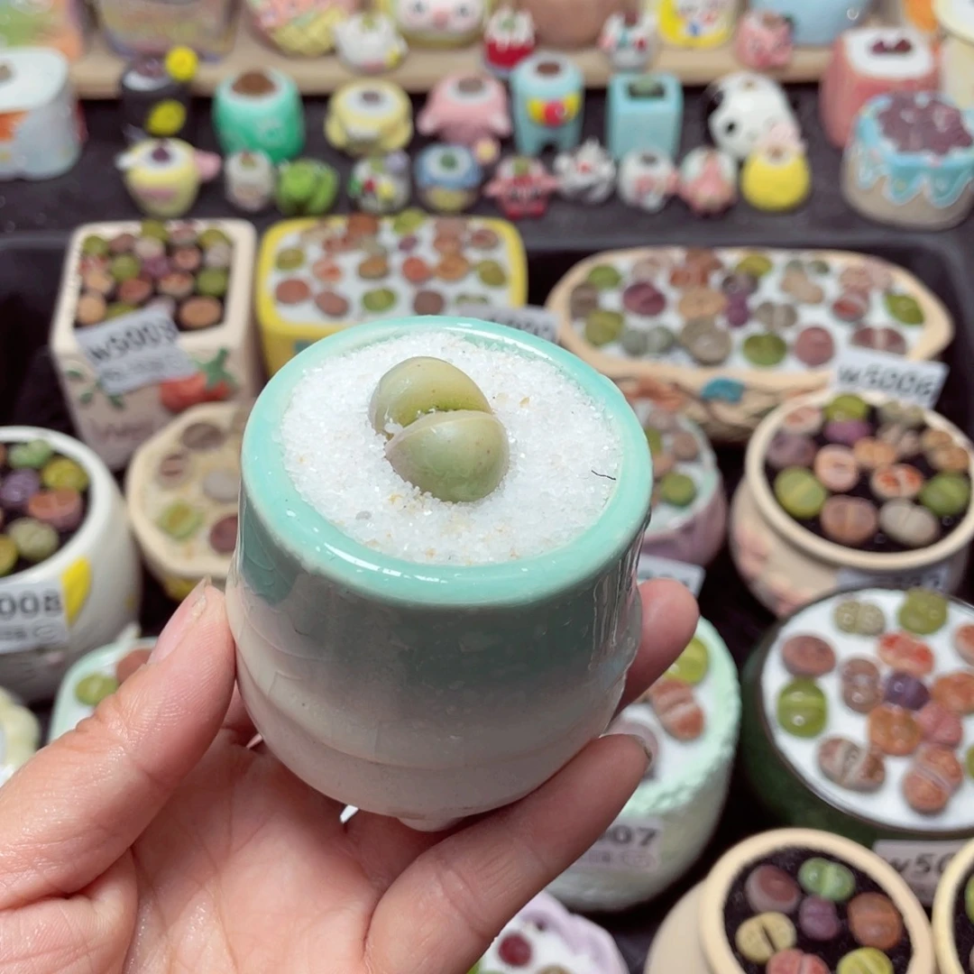 w5015 带盆土发货-零下地区拍保温箱