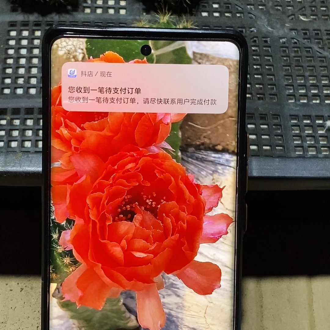 丽 桔牡丹侧芽歪20包邮/4公分