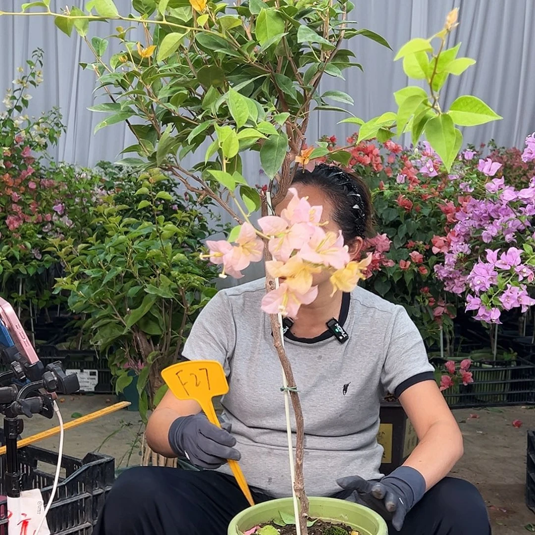 香***主当前无花栽培后可以开花F27金发