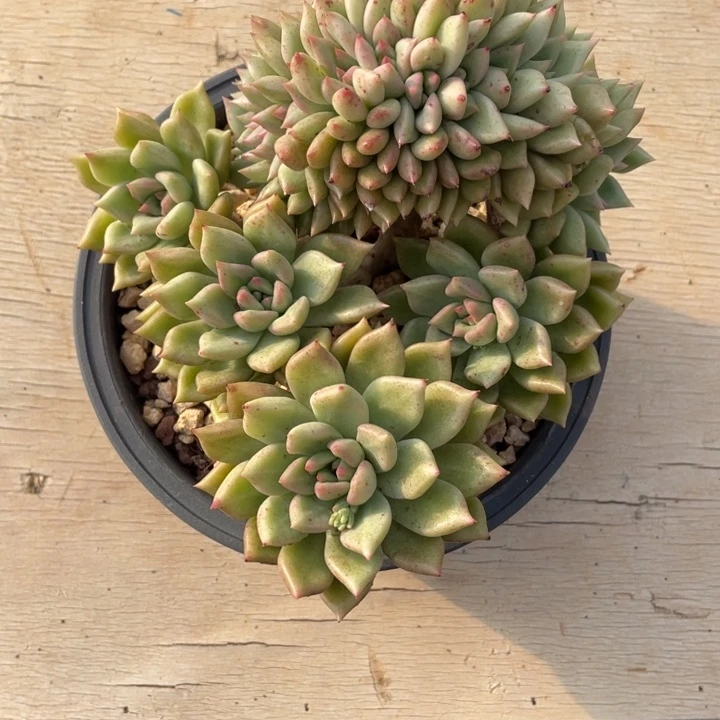 多肉ZZZ璀璨璀璨璀璨