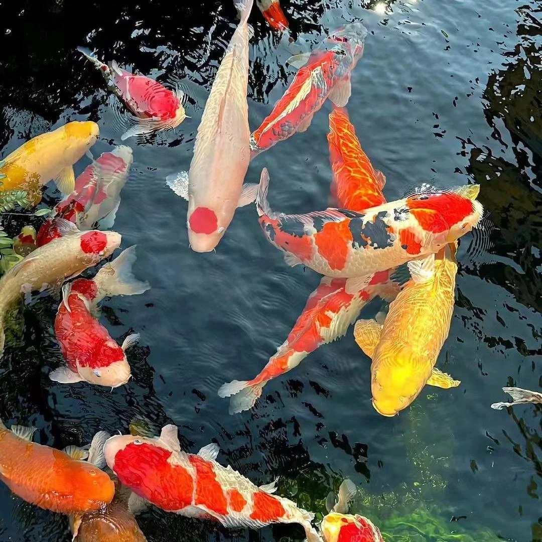 锦鲤观赏鱼不包邮