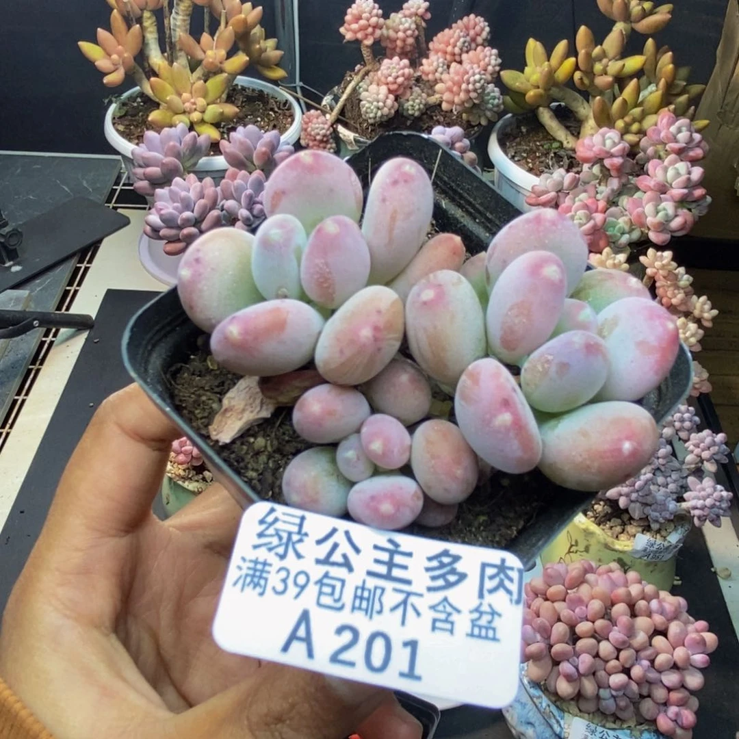 201稻田姬多肉5c m
