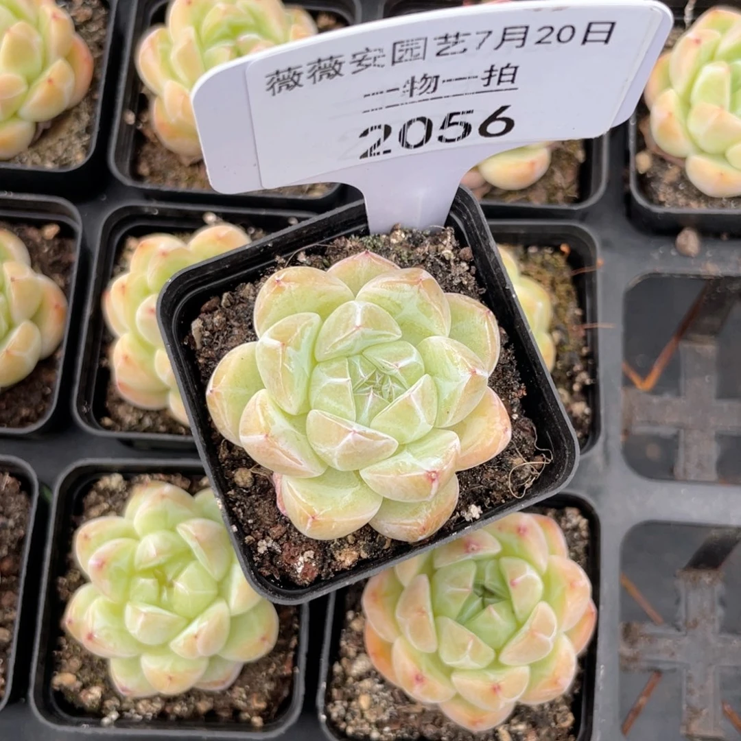 薇薇安园艺多肉2056