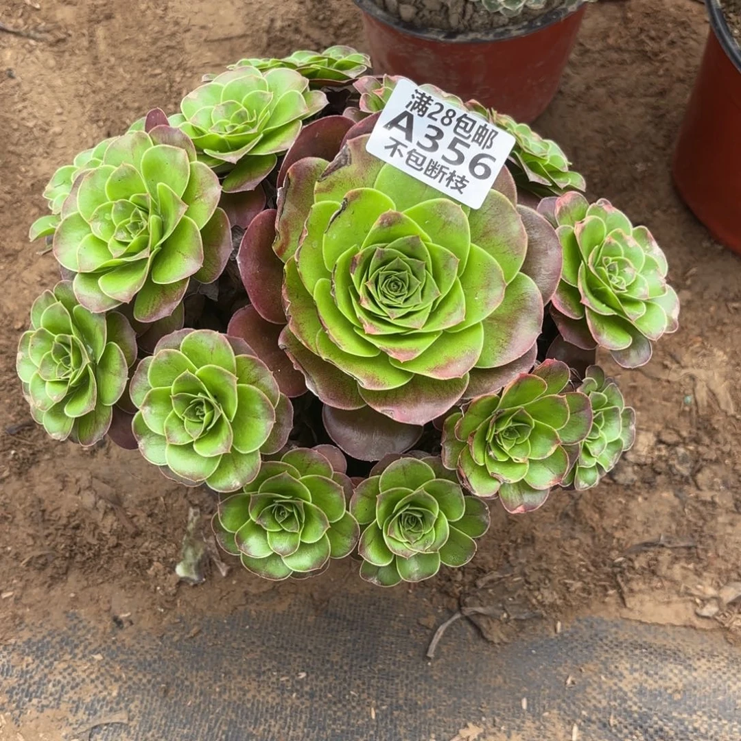 M. 356魅金玫瑰多肉，ba