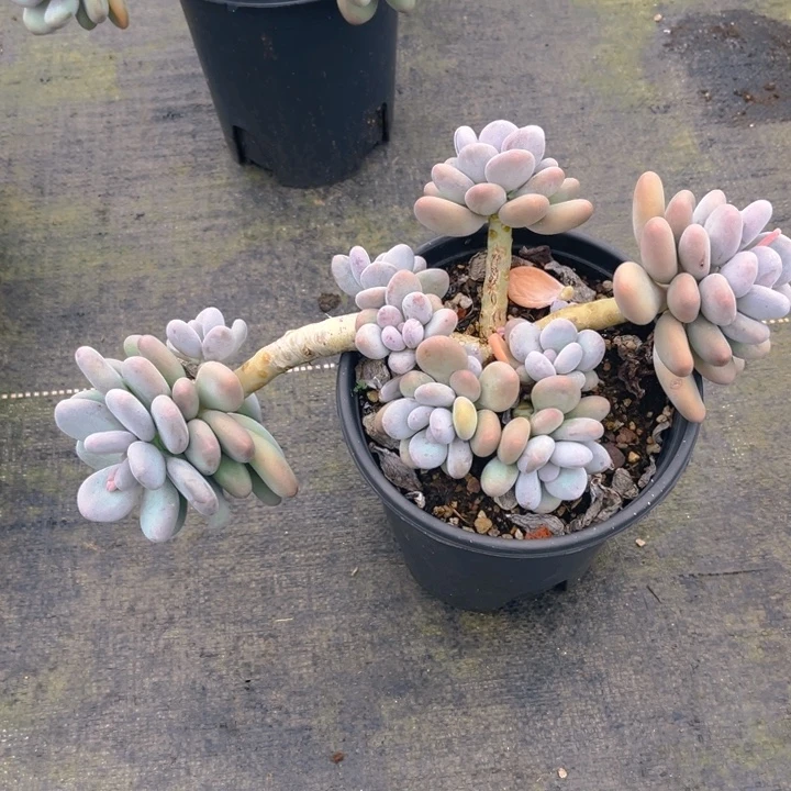 A***夏大叶奶多肉植物0135