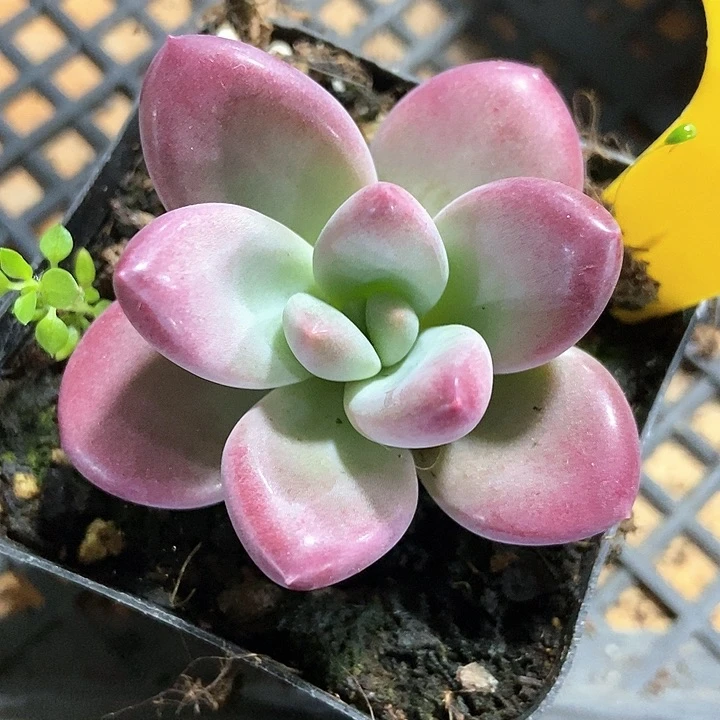 多肉植物877多肉