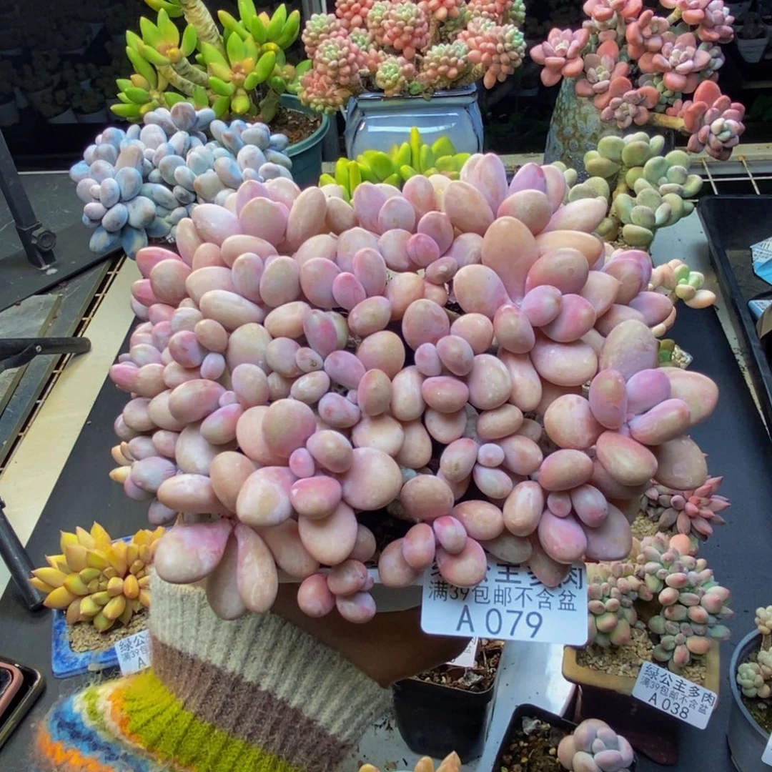 079糖果桃蛋多肉11cm有断枝