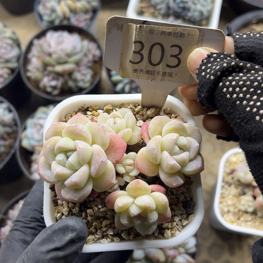 红陶?****303号多肉植物