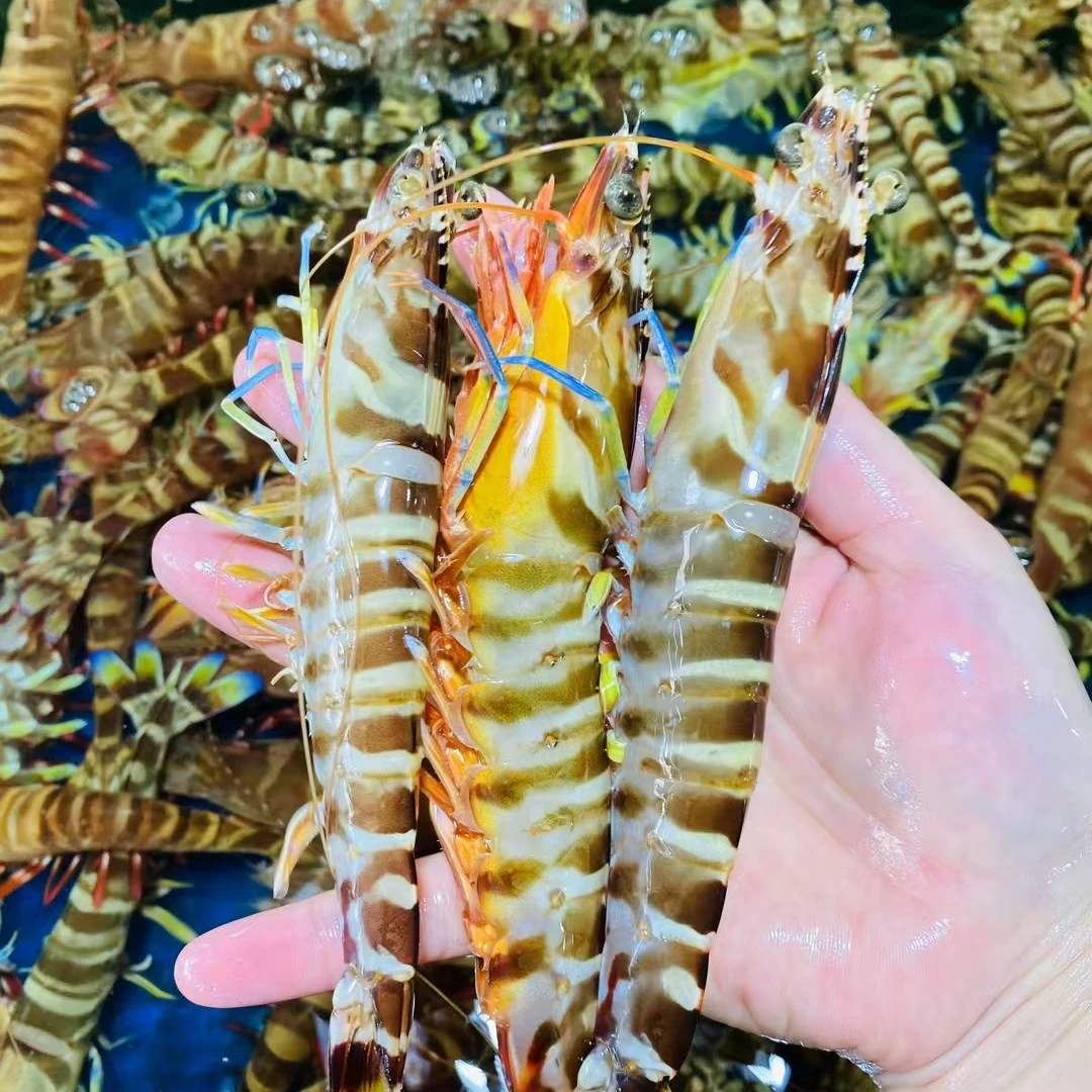 野生鲜活生猛花虾大虾250g。现捞现送！