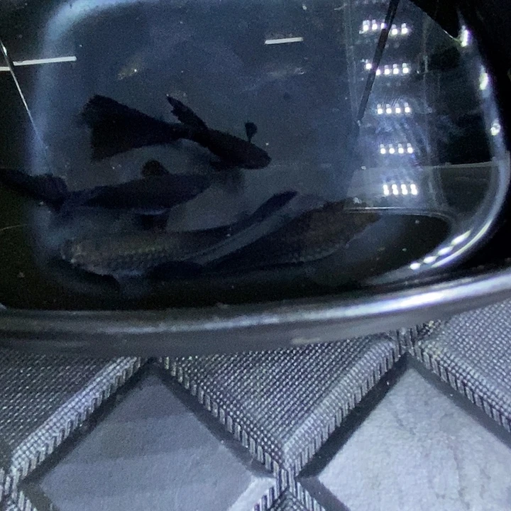 泰山蓝两对孔雀鱼