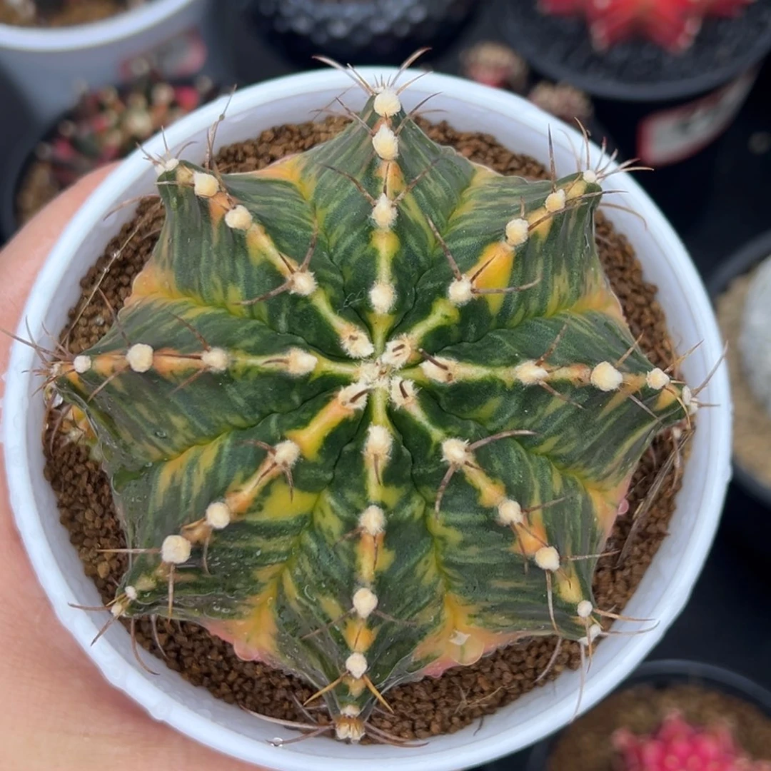 泰系实生米哈锦，带盆土发货