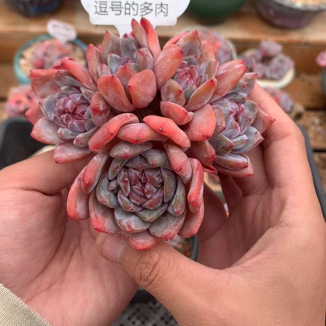 A0810 星影老桩 有砍 9cm