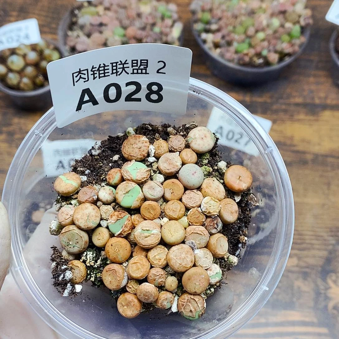 028啊啊啊啊呃呃